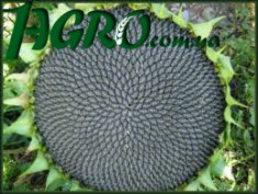 1agro.com.ua