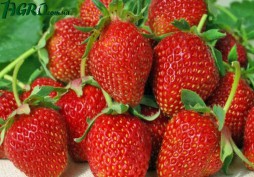 1agro.com.ua