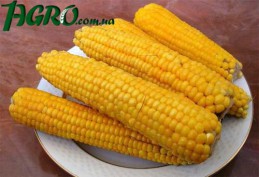 1agro.com.ua