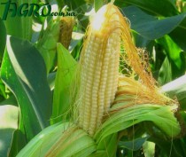 1agro.com.ua