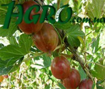 1agro.com.ua