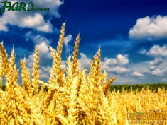 1agro.com.ua