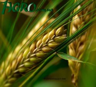1agro.com.ua