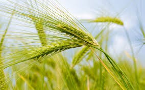 1agro.com.ua