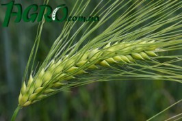 1agro.com.ua