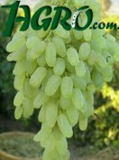 1agro.com.ua