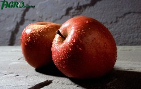 1agro.com.ua