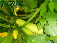 1agro.com.ua
