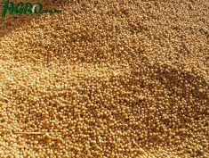 1agro.com.ua