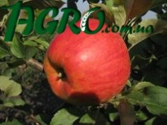 1agro.com.ua