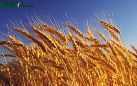 1agro.com.ua