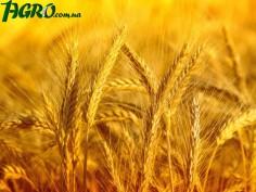 1agro.com.ua