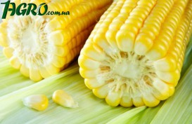 1agro.com.ua