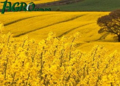 1agro.com.ua
