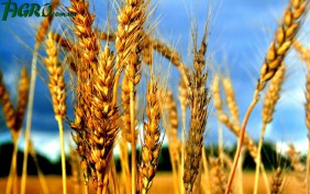 1agro.com.ua