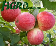 1agro.com.ua