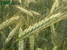 1agro.com.ua