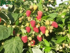 1agro.com.ua
