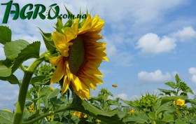 1agro.com.ua