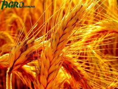 1agro.com.ua