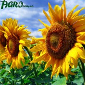 1agro.com.ua