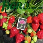 1agro.com.ua