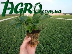 1agro.com.ua