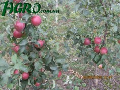 1agro.com.ua