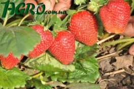 1agro.com.ua