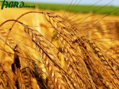 1agro.com.ua