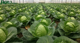 1agro.com.ua