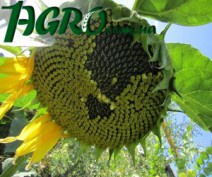 1agro.com.ua