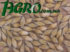 1agro.com.ua