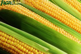 1agro.com.ua