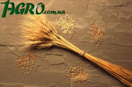 1agro.com.ua