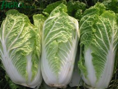 1agro.com.ua