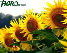 1agro.com.ua