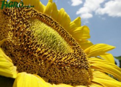 1agro.com.ua