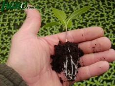 1agro.com.ua