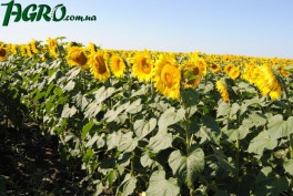 1agro.com.ua