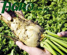 1agro.com.ua