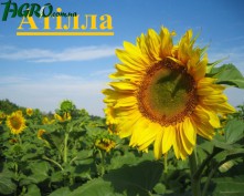 1agro.com.ua