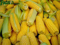 1agro.com.ua