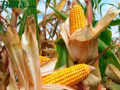 1agro.com.ua