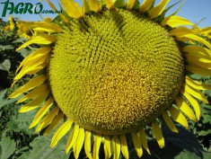 1agro.com.ua