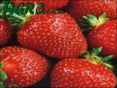 1agro.com.ua