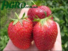 1agro.com.ua