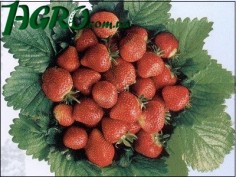 1agro.com.ua