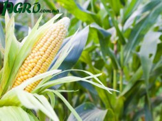 1agro.com.ua