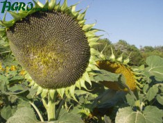 1agro.com.ua